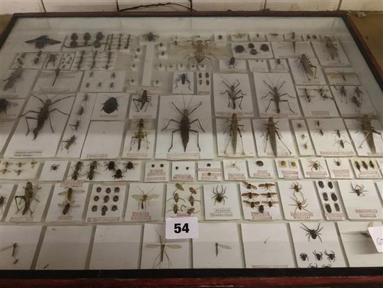 Insects in display case